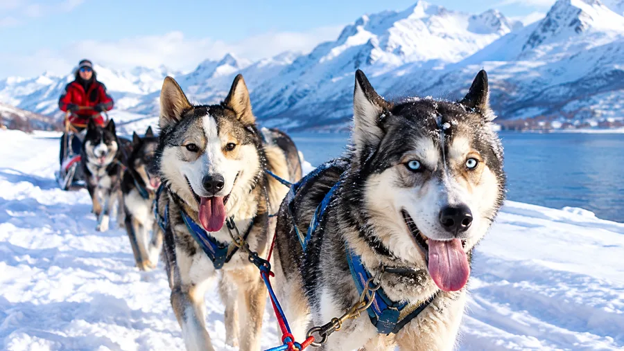 Dog Sledding in Tromso Prices and Budget Guide