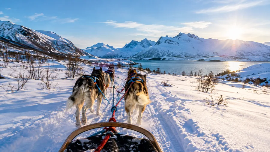 Self-Drive vs Passenger Husky Tours in Tromso