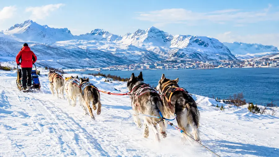 dog sledding tromso